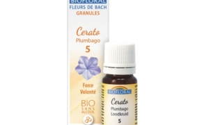 Cerato, Plumbago en granules Bio sans alcool