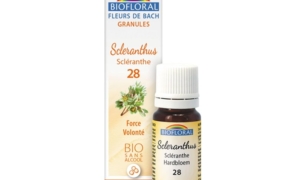 Scleranthus, Scléranthe en granules Bio sans alcool